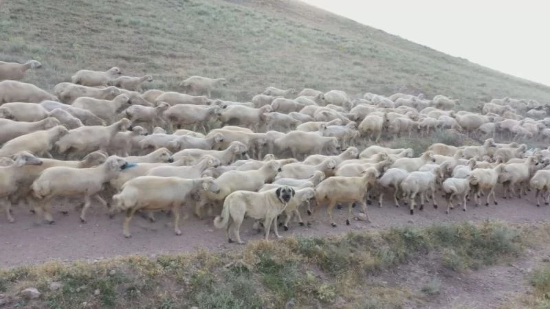 Kangallara genetik koruma, çiplerle takip edilecekler
