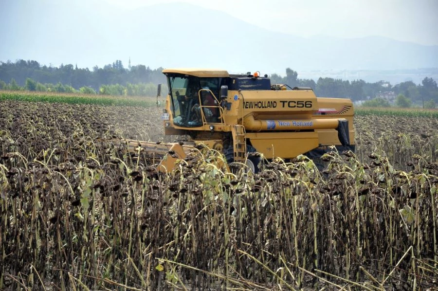 AYÇİÇEĞİNDE YÜKSEK VERİM SEVİNCİ: DEKAR BAŞINA 400 KİLO