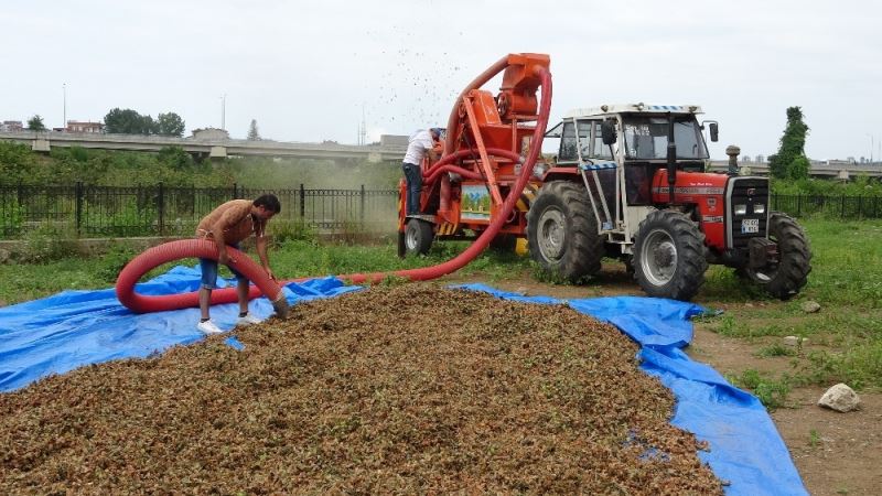 Ordu’da ‘patozcuların’ mesaisi başladı
