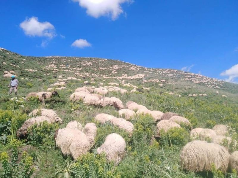 Karların yeni eridiği Mereto Dağı’na ilkbahar yeni geldi
