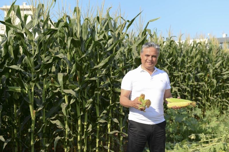 Muratpaşa’nın mısırlarına hasat zamanı
