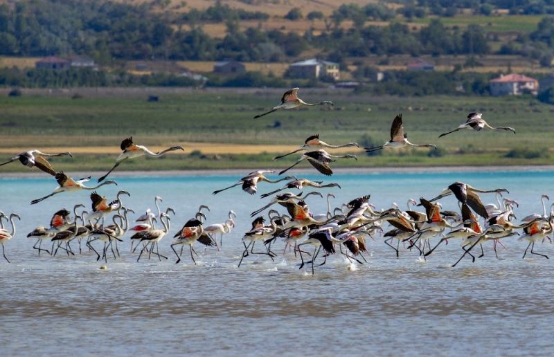 Van Gölü’nde flamingoların eşsiz dansı
