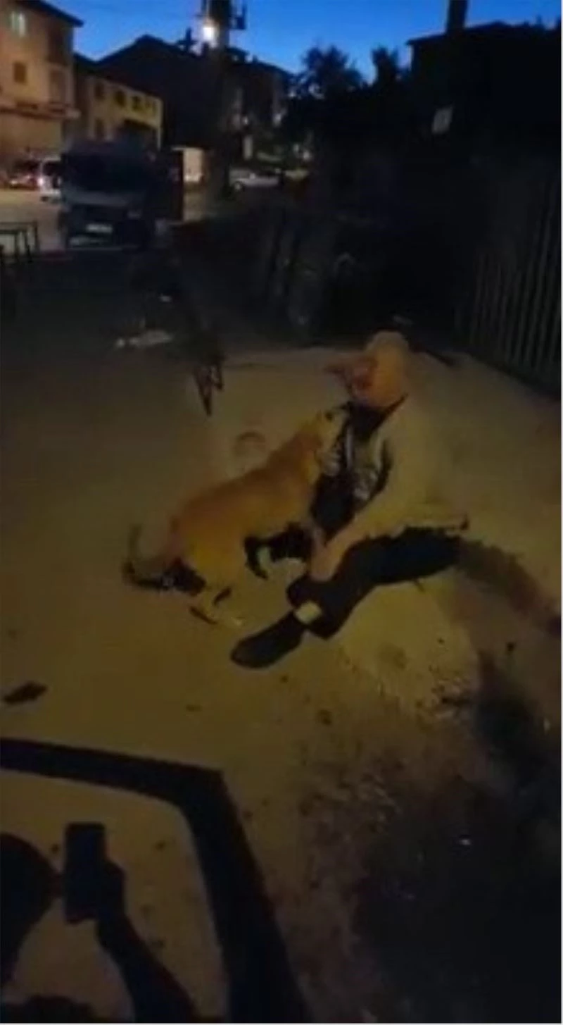 3 aydır kayıp olan köpeğiyle kavuşma anı duygulandırdı
