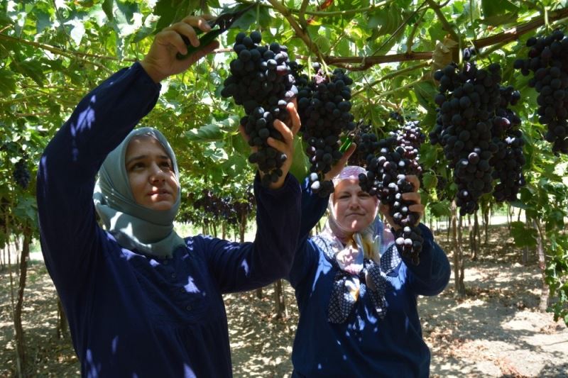 Lezzeti beğenilen ’Spil Karası’nın üretimi ülke genelinde yaygınlaşıyor
