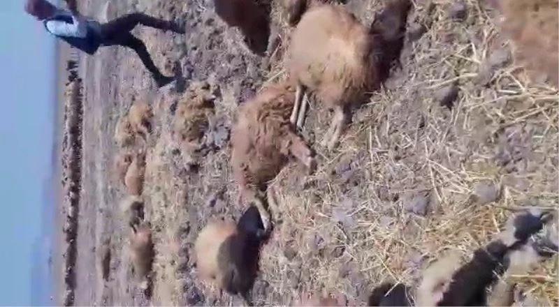 Hatay’da içtiği sudan zehirlenen 150 koyun telef oldu
