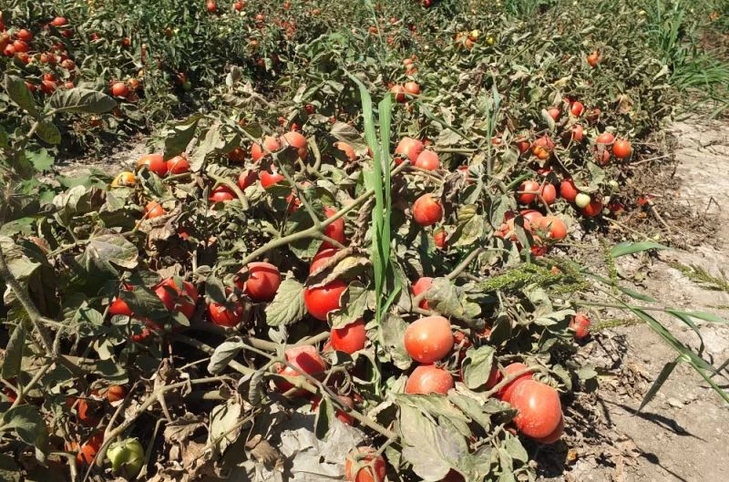 (Özel) Domatesi virüs vurdu
