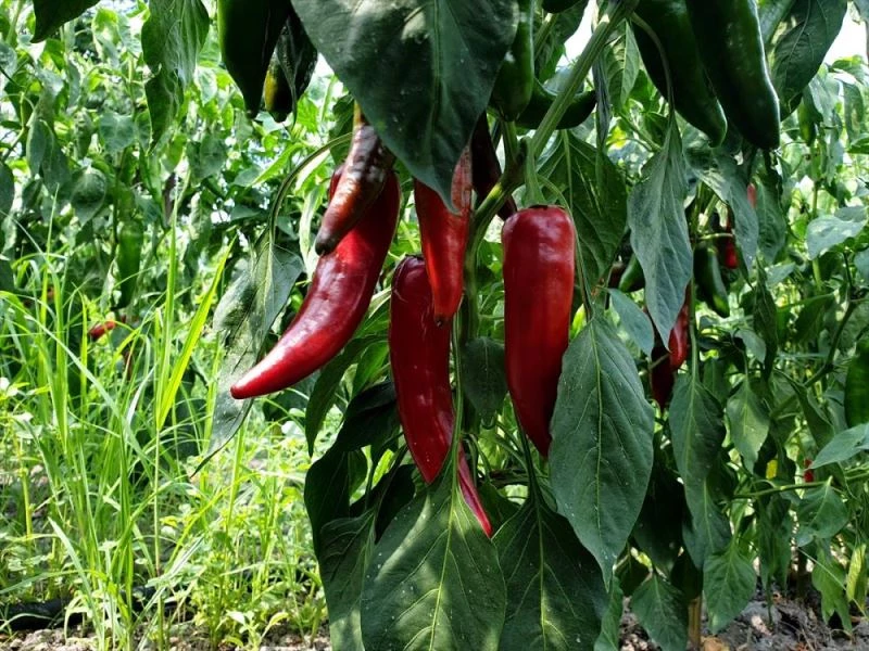 Kırmızı biberin salçaya yolculuğu başladı