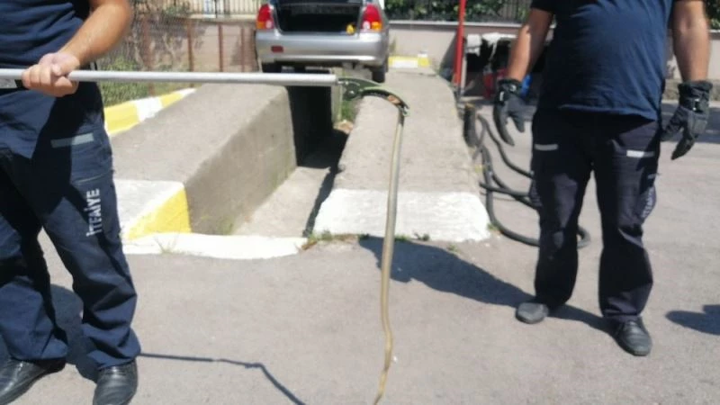 Kediden kaçan yılan ortalığı birbirine kattı
