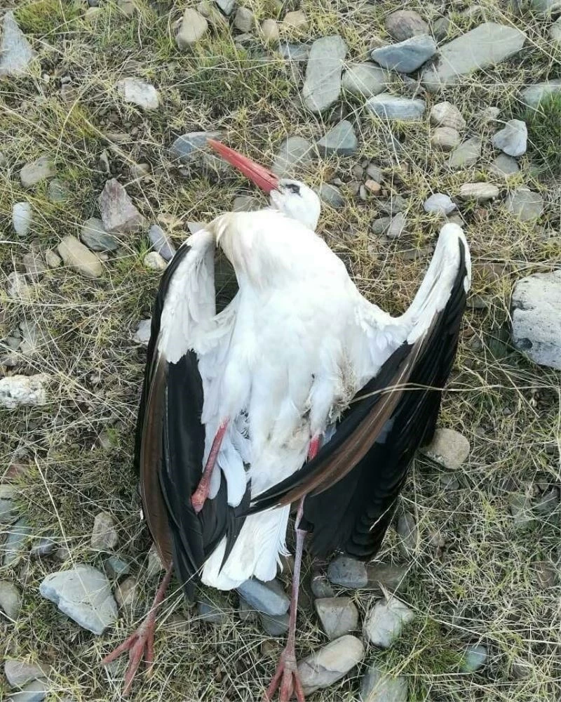 Göç yolundaki leylekleri vurdular
