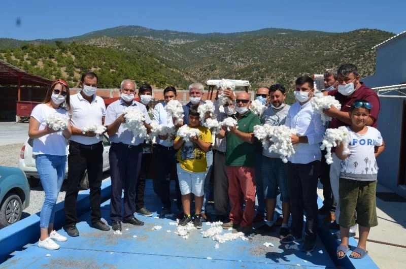 Söke’de ilk pamuk Gölbent ve Tuzburgaz’ından
