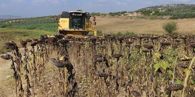 Osmaniye’de ayçiçeğinde bu yıl 18 bin ton verim bekleniyor
