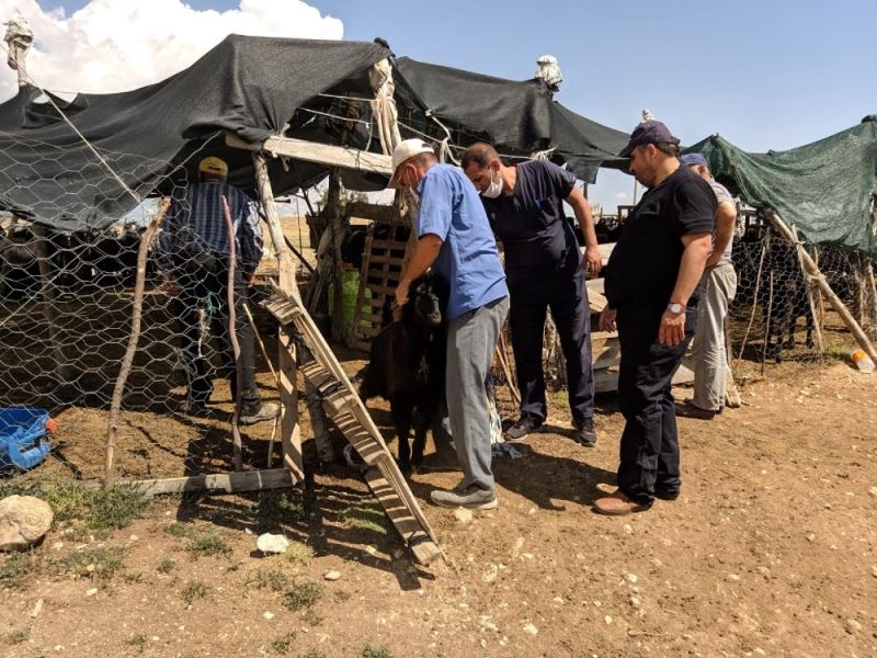 Korkuteli’de hayvanlara parazit ilaçlaması yapıldı
