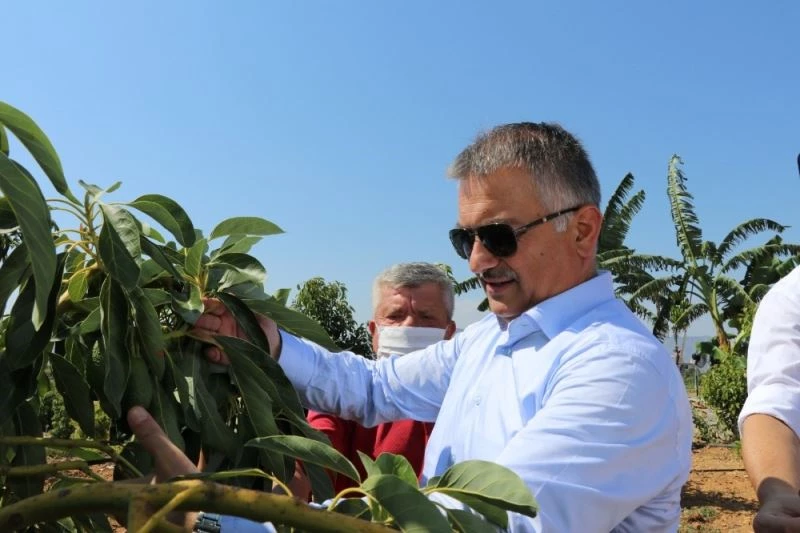 Gazipaşa tropikal meyve üretiminde çığır açacak
