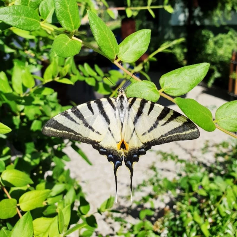 Çatal Kuyruklu Kelebek ilgi odağı oldu
