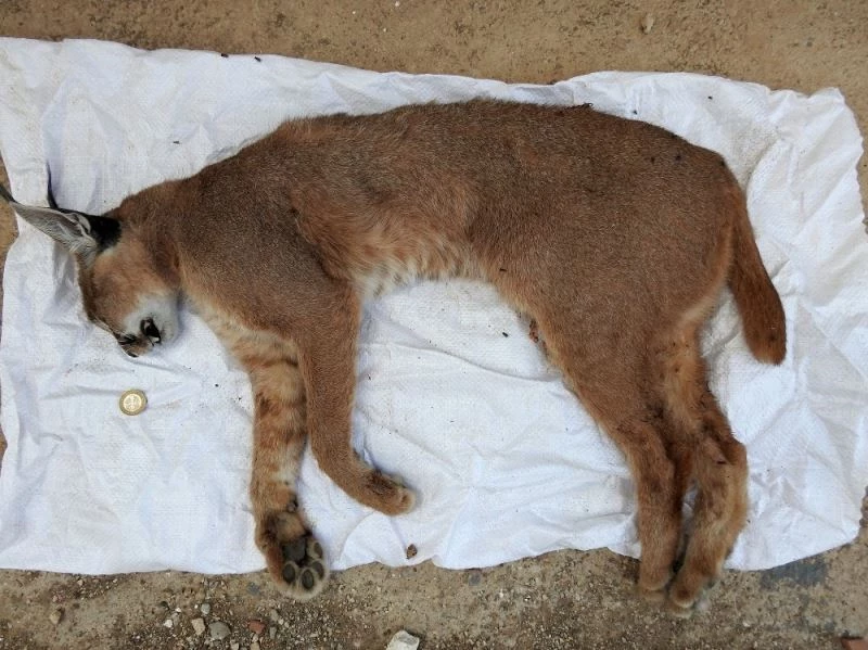 Nesli tükenme tehlikesinde olan karakulak yol kenarında ölü bulundu
