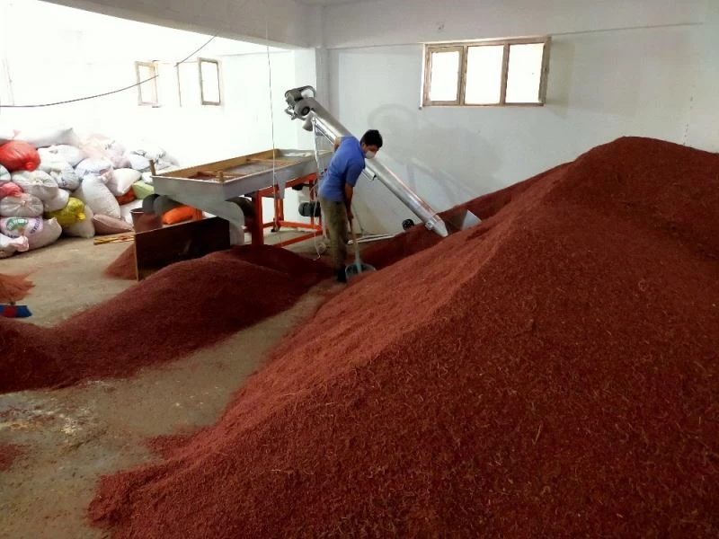 Sumak ekşisinde hasat dönemi
