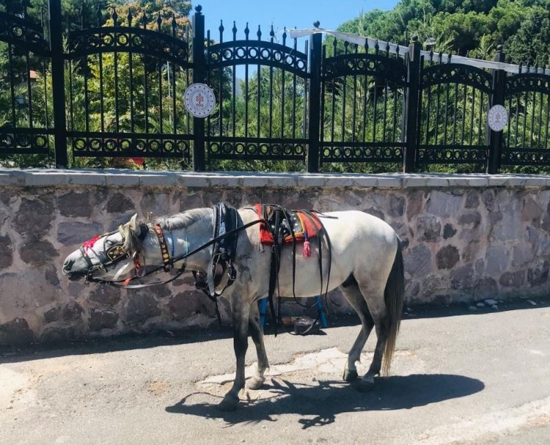 Trafiğe çıkması yasaklanan at arabaları zabıta tarafından toplandı
