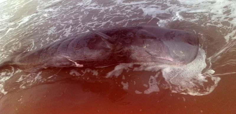 Adana’da nehrin döküldüğü yere yavru ölü balina vurdu
