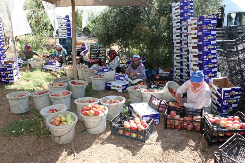 Köylüler, ihracat kapısını turfanda bodur elma ile araladı
