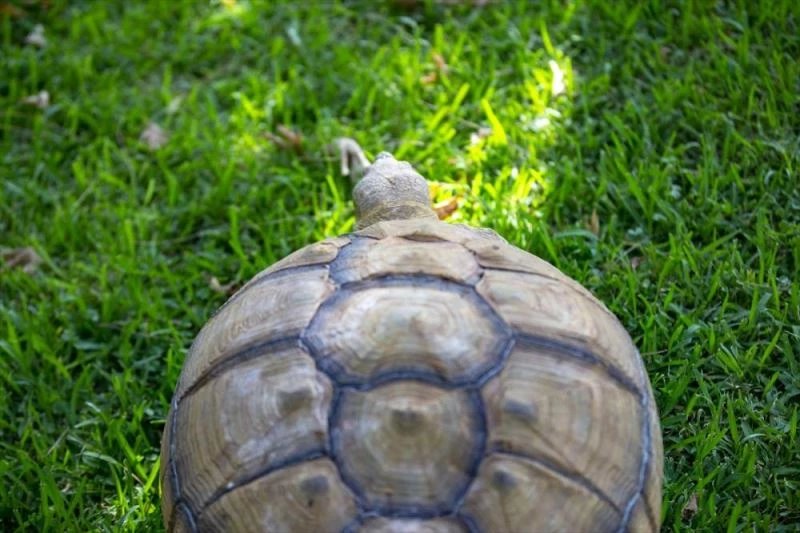 Hayvanat bahçesi sakinleri 