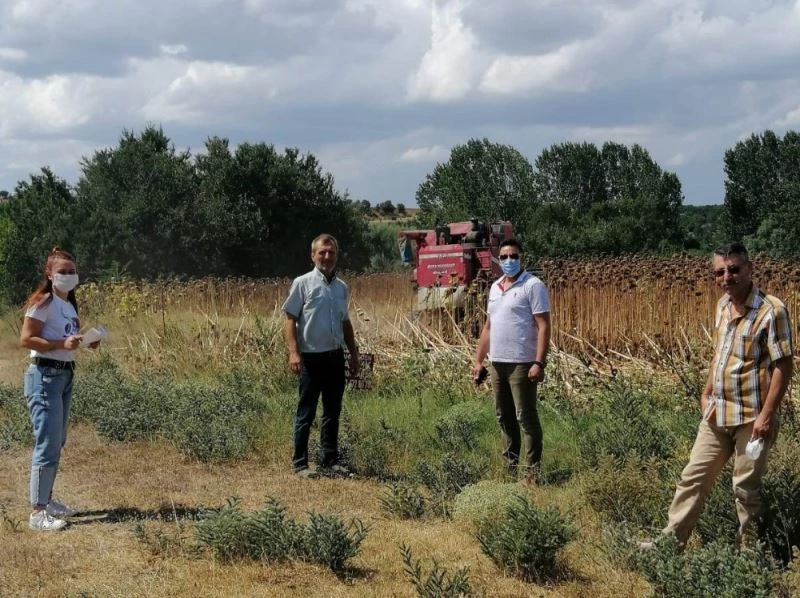 Pınarhisar’da ayçiçeği hasadı başladı
