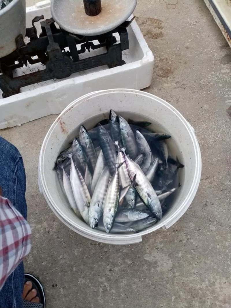 Karadeniz’de çingene palamudu bolluğu
