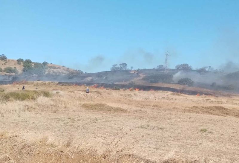 Paşaliman Adasında zeytinlik yangını
