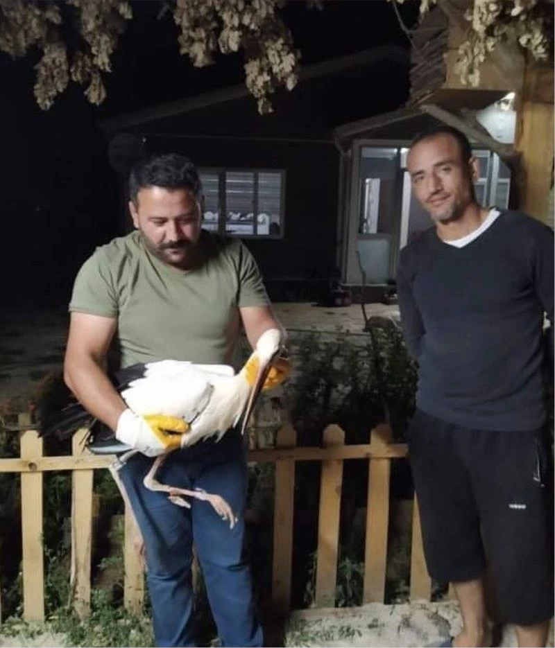 Elektik akımına kapılan leylek yaralandı
