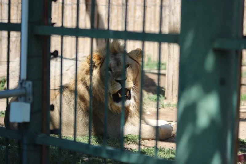 Anadolu Harikalar Diyarı Hayvanat Bahçesi 24 bin ziyaretçiyi ağırladı
