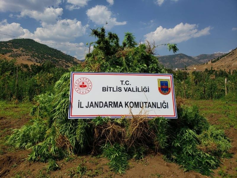 Bitlis’te 48 kilogram kubar esrar ve 2 bin 345 kök kenevir ele geçirildi
