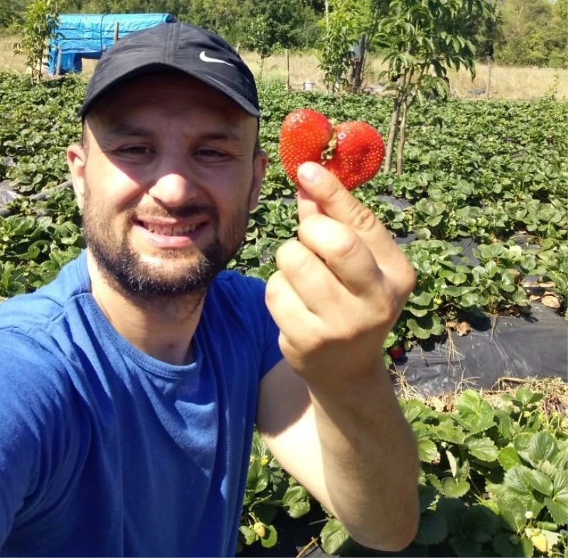 Bu çileğin sırrı “Sevgi” ile üretilmesi
