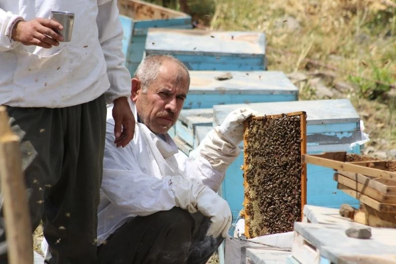 Şırnak’ta ilk bal hasadı Kel Mehmet Dağlarında yapıldı
