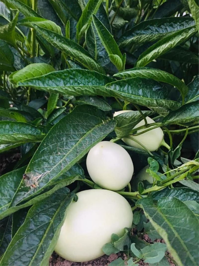 Şırnak’ta ilk kez pepino yetiştirildi
