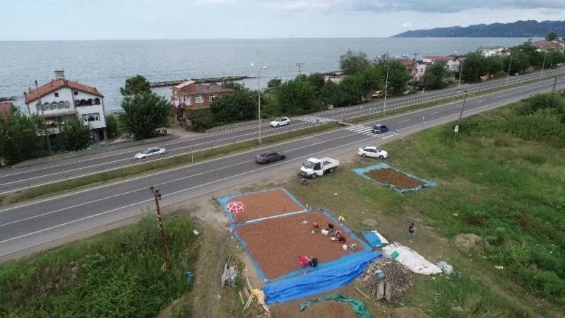 Karadeniz Sahil Yolu kenarları, fındık harmanı oldu
