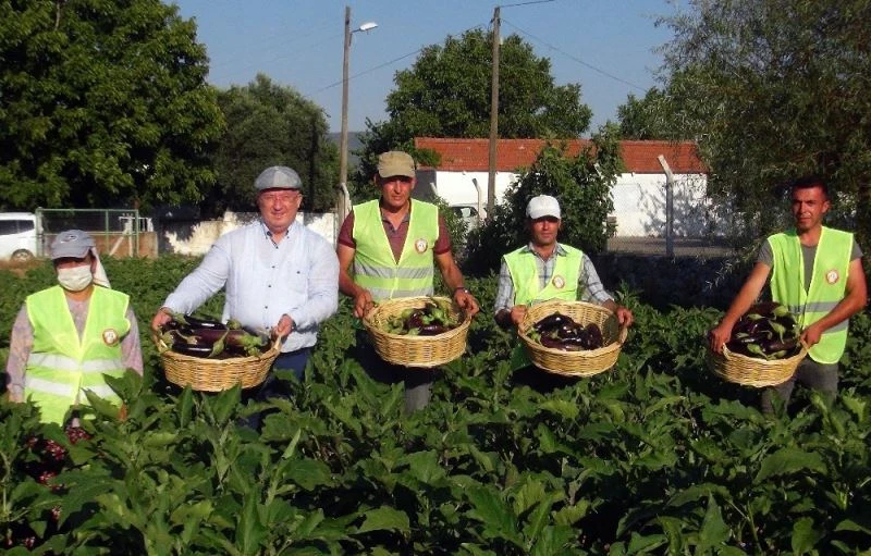 Ata tohumlarının hasadı başladı
