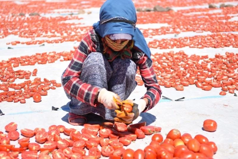Yerli domatesler kurutularak yurt dışına ihraç ediliyor
