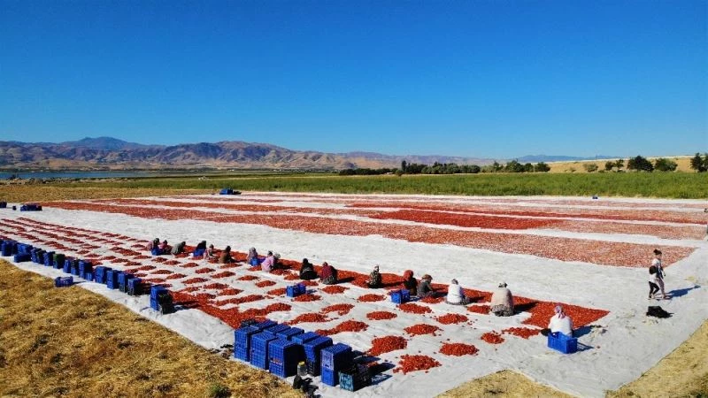 Elazığ’ın domatesi kurutulup dünyaya gönderiliyor
