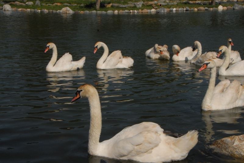 “Suluova’da Yaşam” başvuruları 16 Aralık’a kadar uzatıldı
