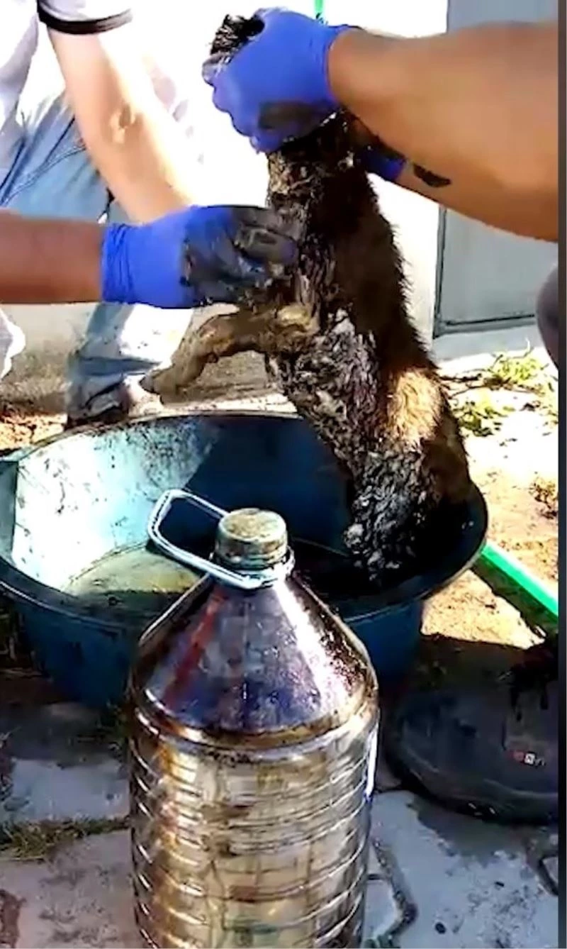 Ziftten kurtarıldı adını “Şanslı” koydular
