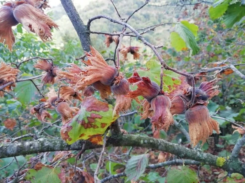 Yetersiz yağış fındığı yaktı
