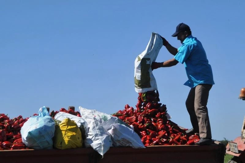 Bu biberin bir tanesi 250 gram geliyor
