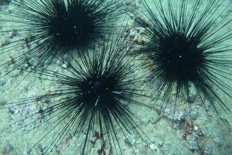 Uzmanından zehirli deniz kestanesi uyarısı
