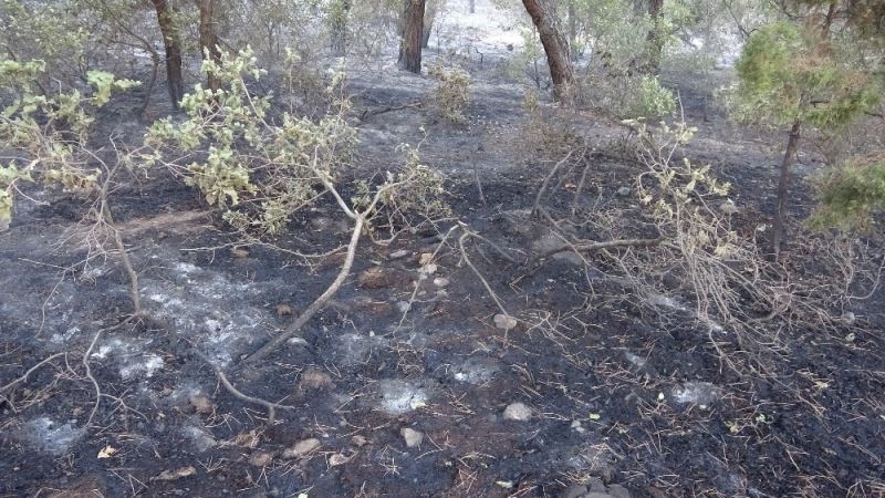 Uşak’taki orman yangınları kontrol atına alındı
