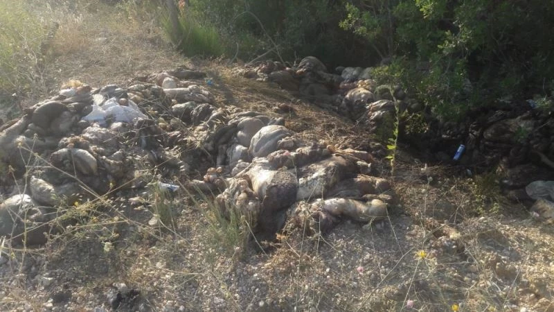 Yol kenarına dökülen kurban atıklarının kokusu köyü sardı
