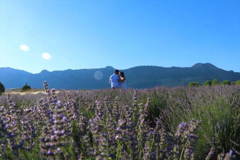 Uçsuz bucaksız mor tarlalar gelin ve damatların albümünü süslüyor