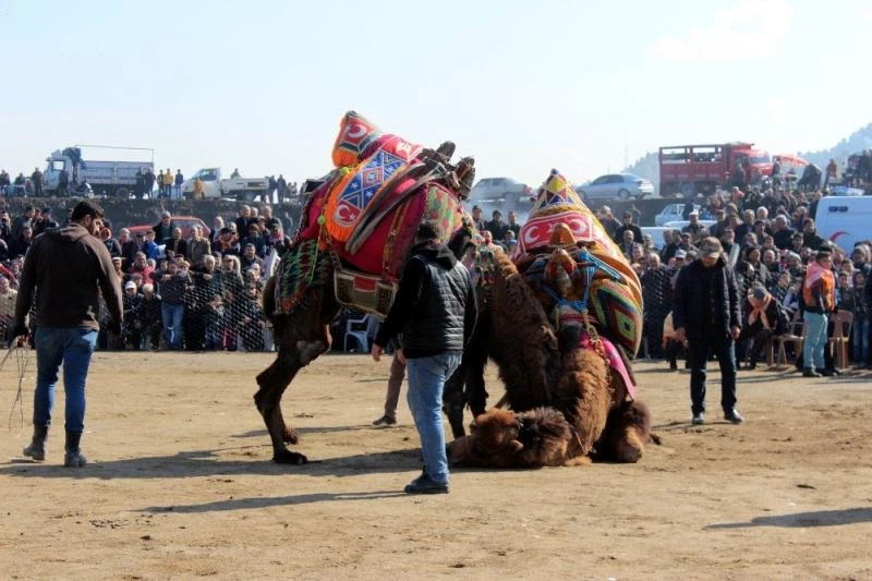 Salgın biterse develer Salihli’de 28 Şubat’ta güreşecek
