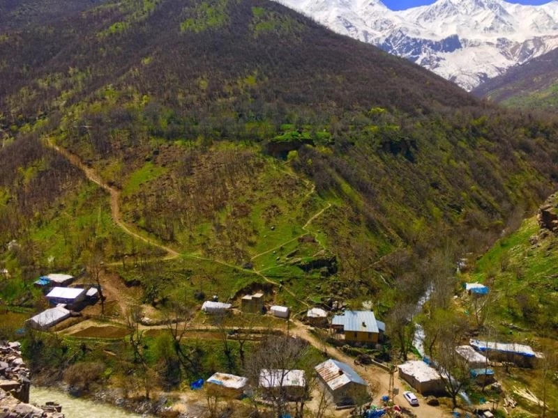 Köylüler ormanlık alanda domuz leşi gördü
