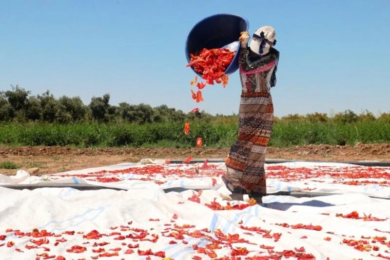 Sınırın sıfır noktasında isot hasadı
