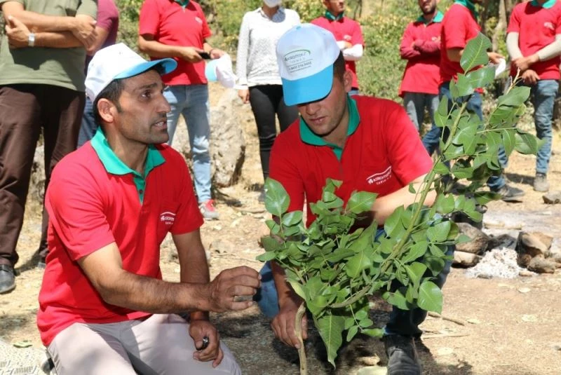 Çatak’taki bıttım ağaçları fıstık ağacına dönüştürülüyor
