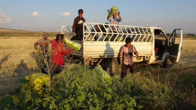 (Özel haber) 65 yaşındaki Felemez dede günde 3 ton sebze pazarlıyor

